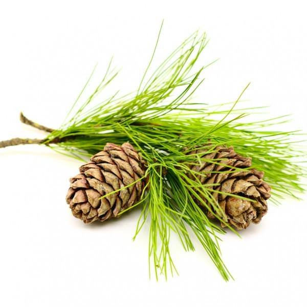 Cedarwood Essential Oil