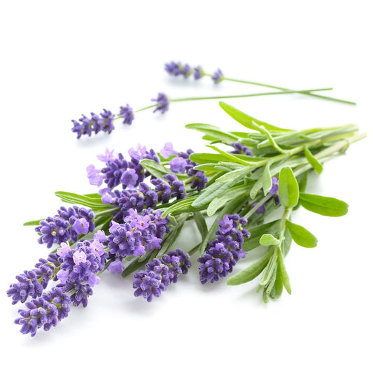 Lavender essential oil