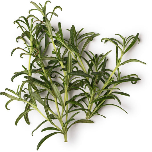 Rosemary Essential Oil