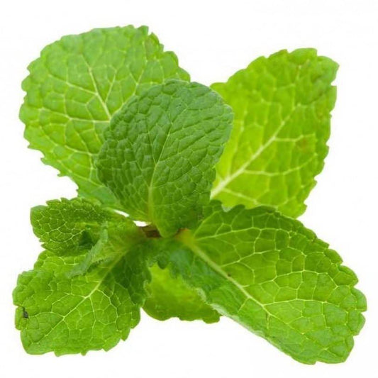 Spearmint Essential Oil